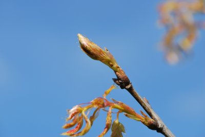 Quercus rubra 'Aurea' - dub červený 'Aurea' - jarní pupen (terminální)